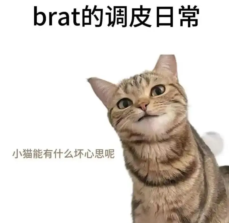 西檬之家k8猫系是什么?字母圈新人指南 一